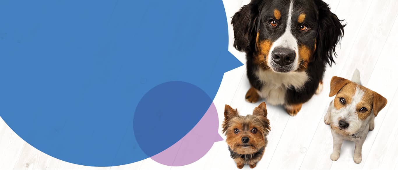 About Dogs 3D Joints About Dogs 3D Joints