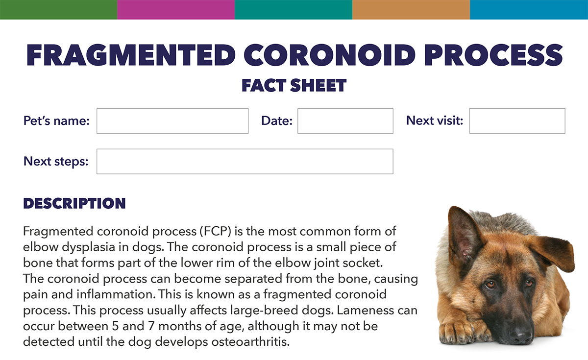 Documents - Dogs 3D Joints